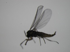 小さい虫が家の中で大量発生 網戸もすり抜けるヤツの３つの対策